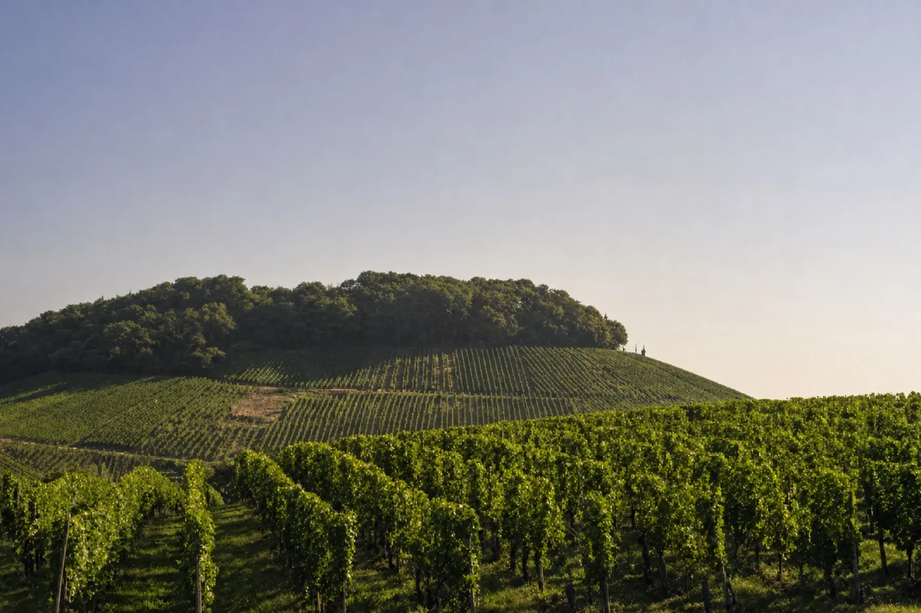 Weinberge an der Luxemburger Mosel bei Remerschen